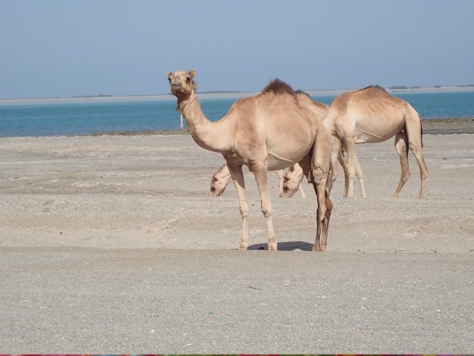 Viaggio in Oman