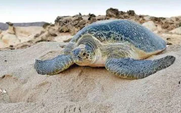 Oman misterioso 10gg - Tarta