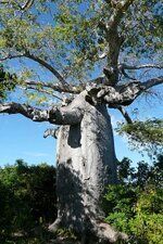 Baobab-3-baies-ramena.jpg
